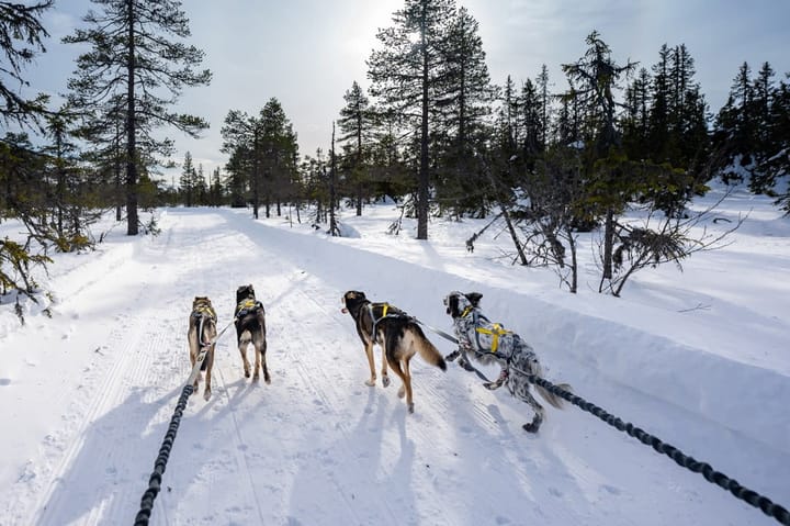 Seleverkstedet Seleverkstedet Twin lead splitter Grå/brun Seleverkstedet