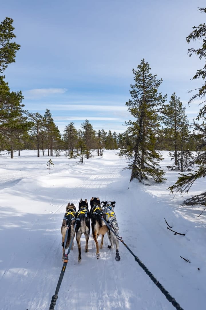 Seleverkstedet Seleverkstedet Twin lead splitter Grå/brun Seleverkstedet