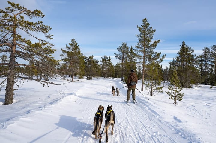 Seleverkstedet Seleverkstedet Twin lead splitter Grå/brun Seleverkstedet