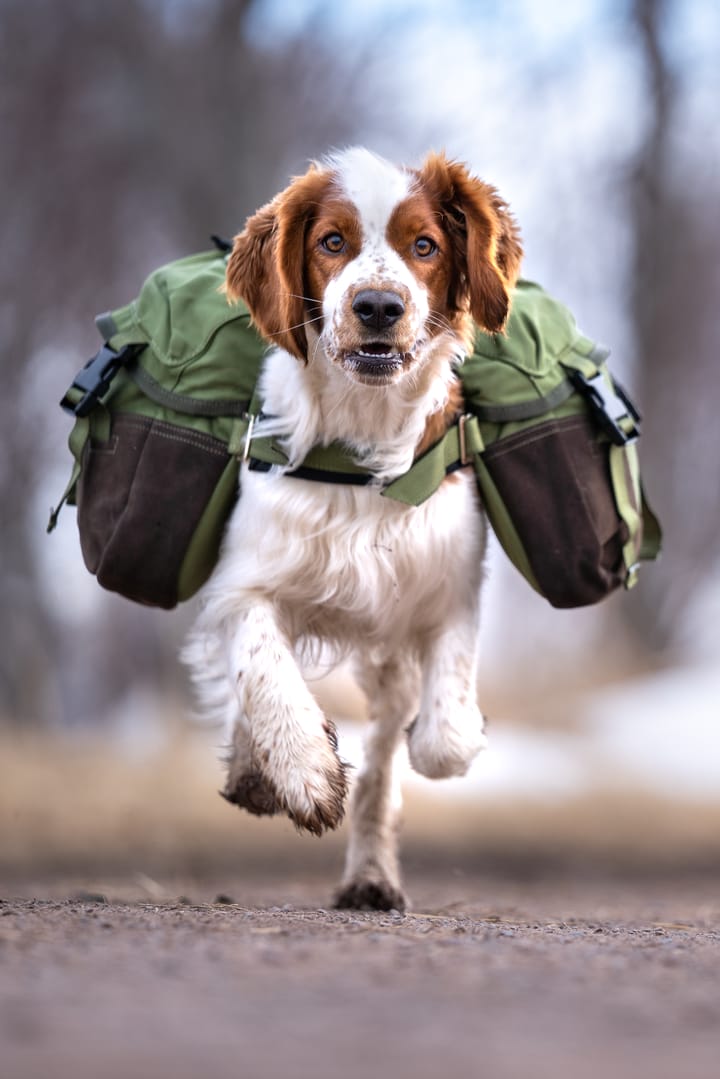 Seleverkstedet Togo hundekløv Grønn/brun XS Seleverkstedet