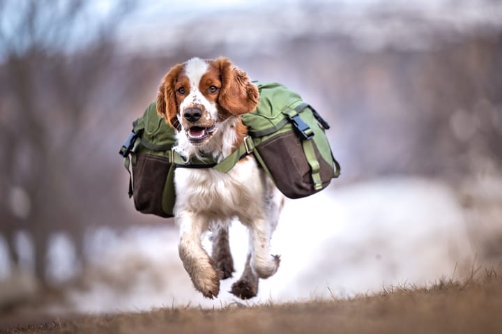 Seleverkstedet Togo hundekløv Grønn/brun XS Seleverkstedet