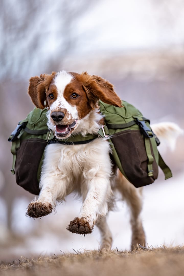 Seleverkstedet Togo hundekløv Grønn/brun XS Seleverkstedet