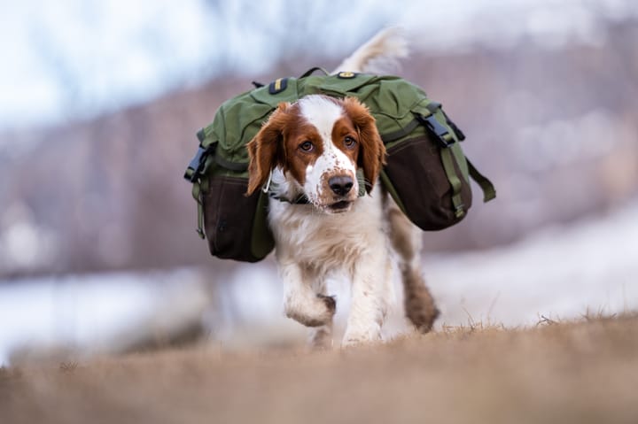 Seleverkstedet Togo hundekløv Grønn/brun XS Seleverkstedet