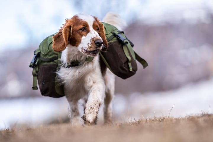 Seleverkstedet Togo hundekløv Grønn/brun XS Seleverkstedet