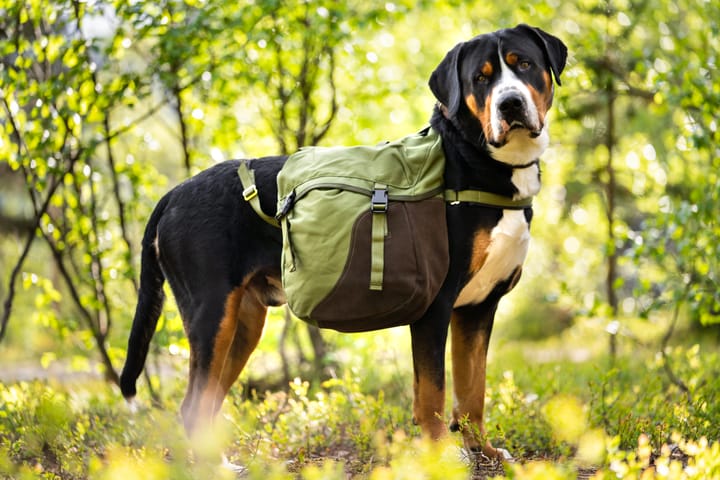 Seleverkstedet Togo hundekløv Grønn/brun XL Seleverkstedet