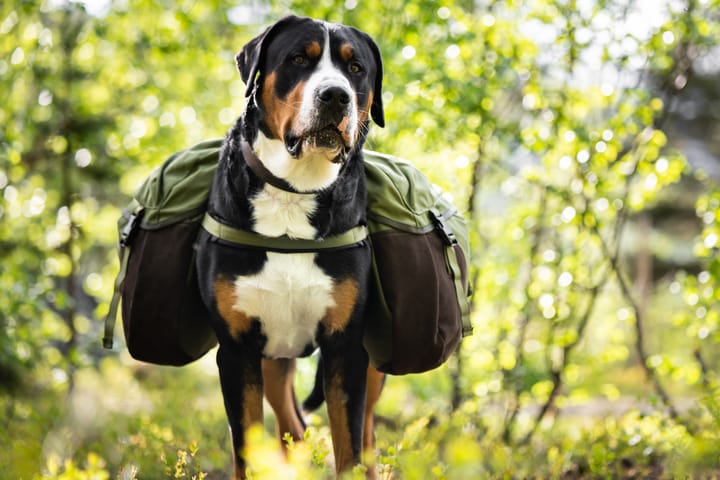 Seleverkstedet Togo hundekløv Grønn/brun XL Seleverkstedet