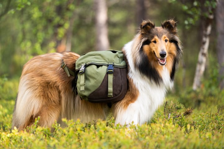 Seleverkstedet Togo hundekløv Grønn/brun S Seleverkstedet