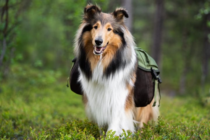 Seleverkstedet Togo hundekløv Grønn/brun S Seleverkstedet