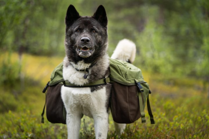 Seleverkstedet Togo hundekløv Grønn/brun L Seleverkstedet