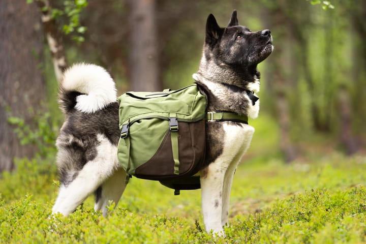 Seleverkstedet Togo hundekløv Grønn/brun L Seleverkstedet