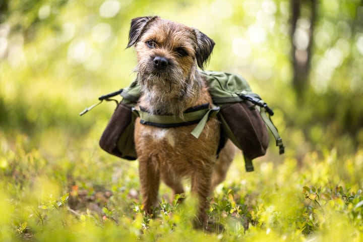 Seleverkstedet Togo hundekløv Grønn/brun Mini Seleverkstedet