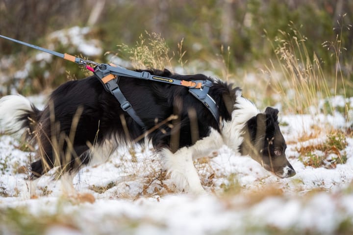 Trekreg dog harness Grå/brun XS Seleverkstedet