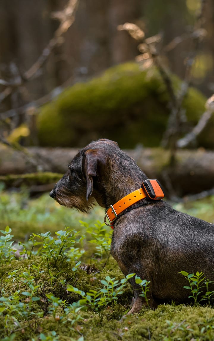 Tracker Tracker Bark Black/Orange Tracker