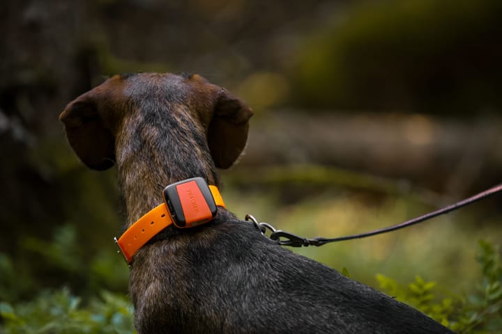 Tracker Tracker Bark Black/Orange Tracker