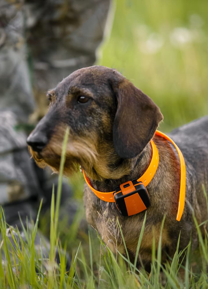 Tracker Tracker Bark Black/Orange Tracker