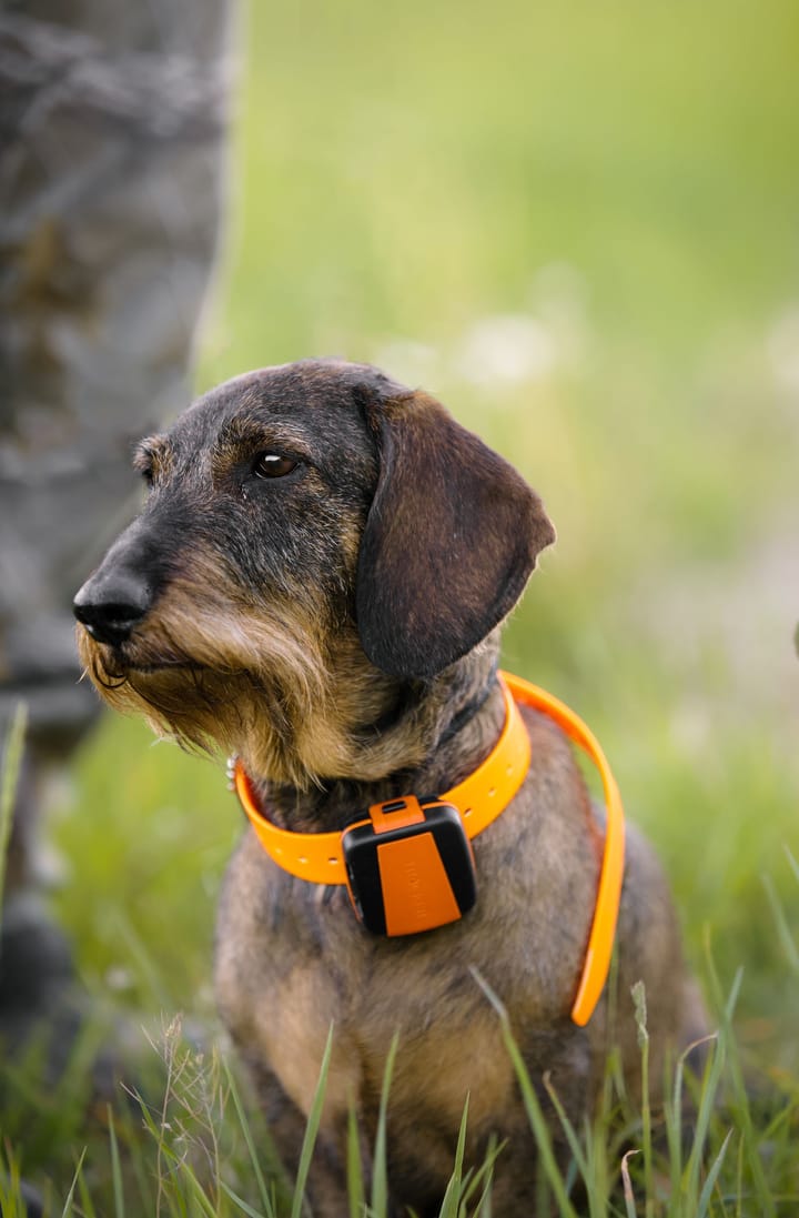 Tracker Tracker Bark Black/Orange Tracker