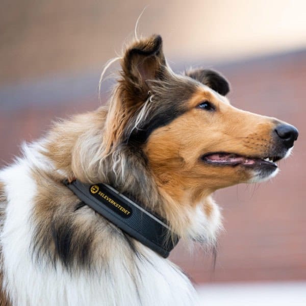 Seleverkstedet Unify dog collar Grå/brun Seleverkstedet