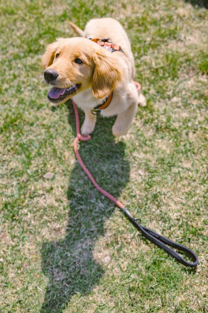 OllyDog Mountain Leash Clay OllyDog