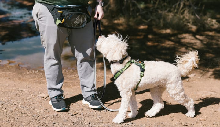 OllyDog Rubber Grip Reflective Leash Raven OllyDog