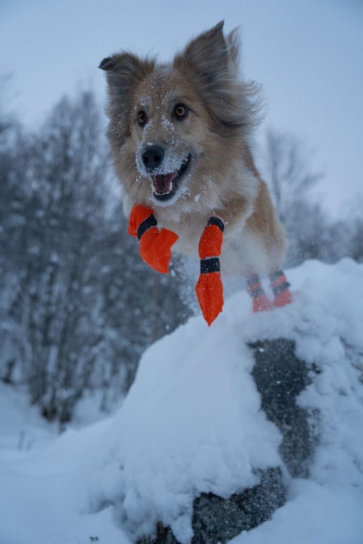 Non-stop Dogwear Contact Bootie High Orange Non-stop Dogwear