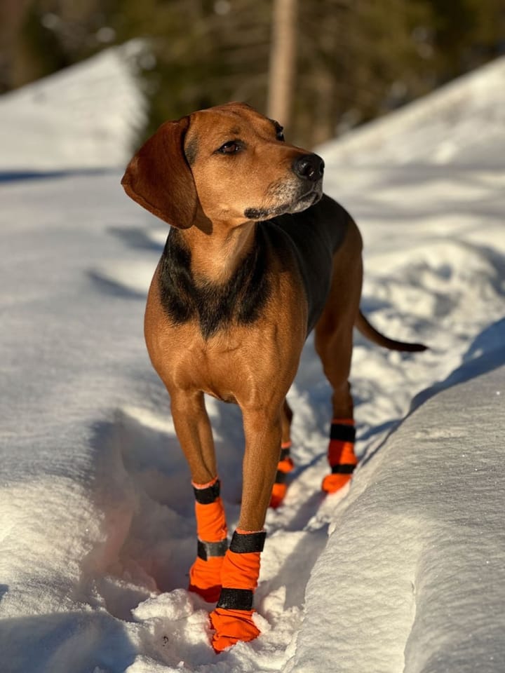 Non-stop Dogwear Contact Bootie High Orange Non-stop Dogwear