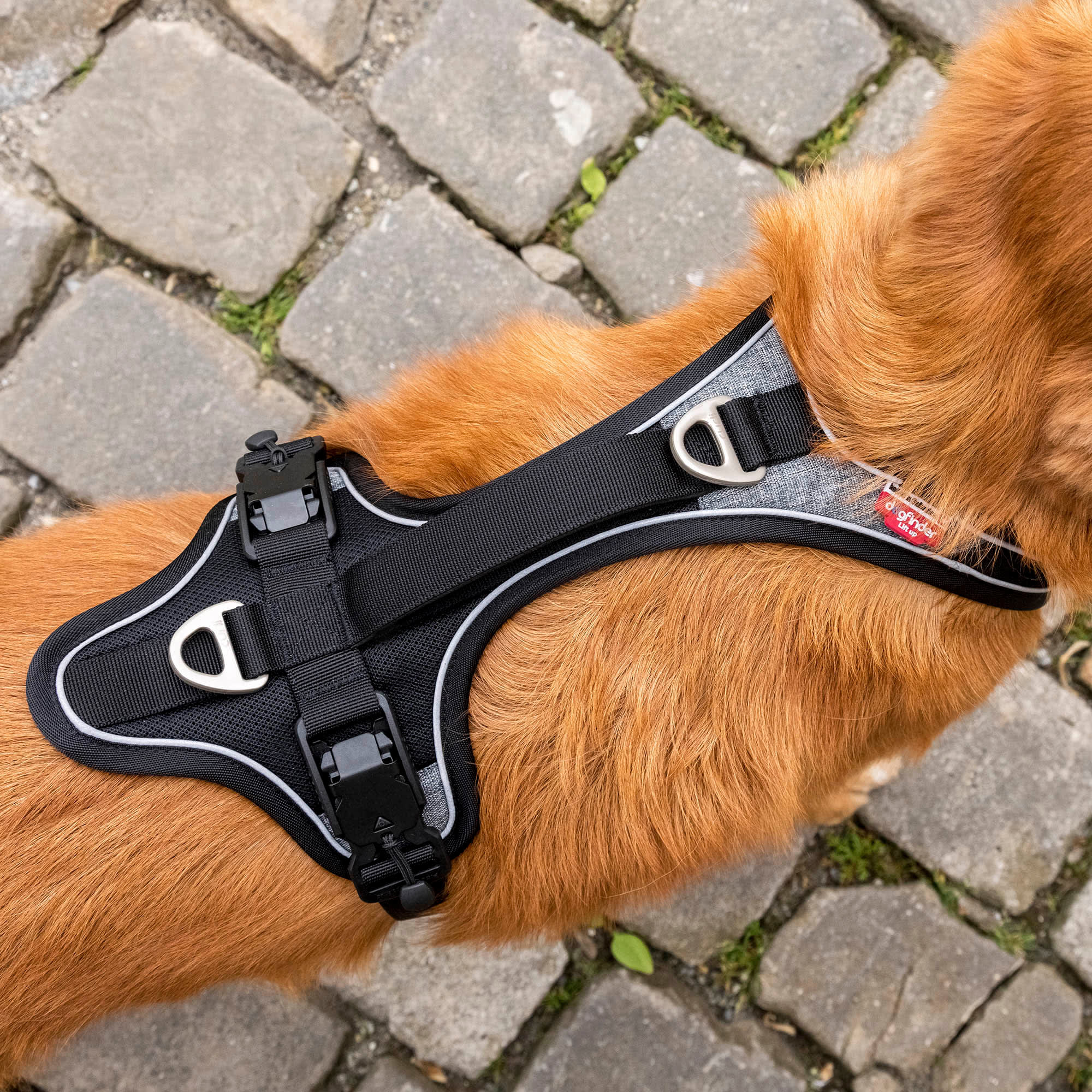 Curli shop belka harness