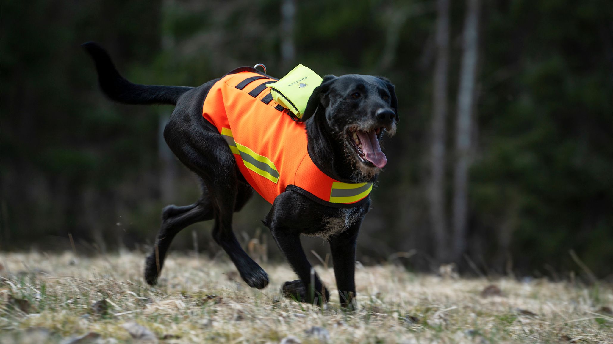 High vis dog coat fashion