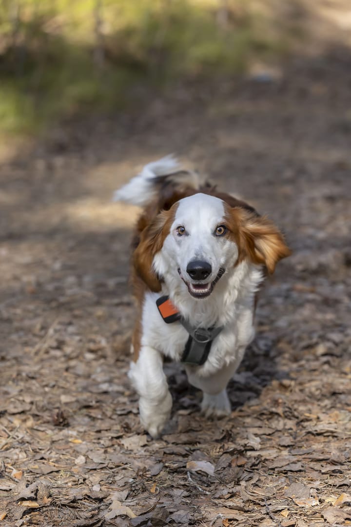 Tracker Tracker Bark Black/Orange Tracker