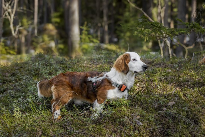 Tracker Tracker Bark Black/Orange Tracker