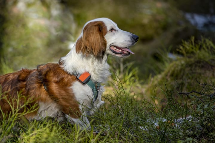 Tracker Tracker Bark Black/Orange Tracker