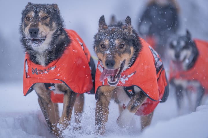 Non-stop Dogwear Long Distance + Jacket Orange Non-stop Dogwear