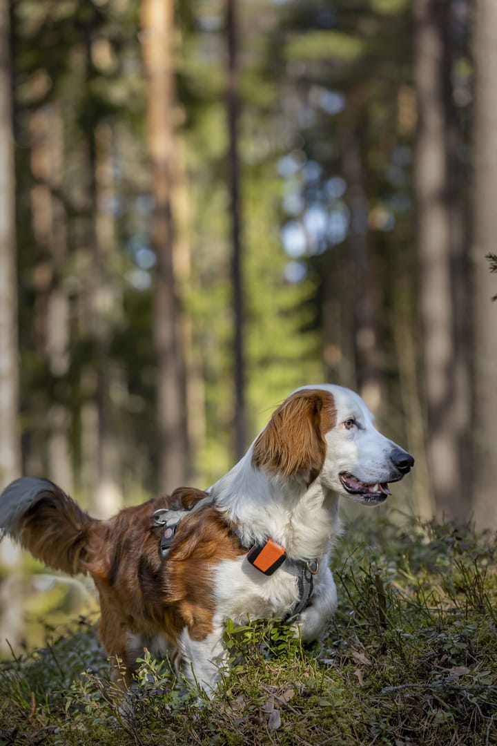 Tracker Tracker Bark Black/Orange Tracker