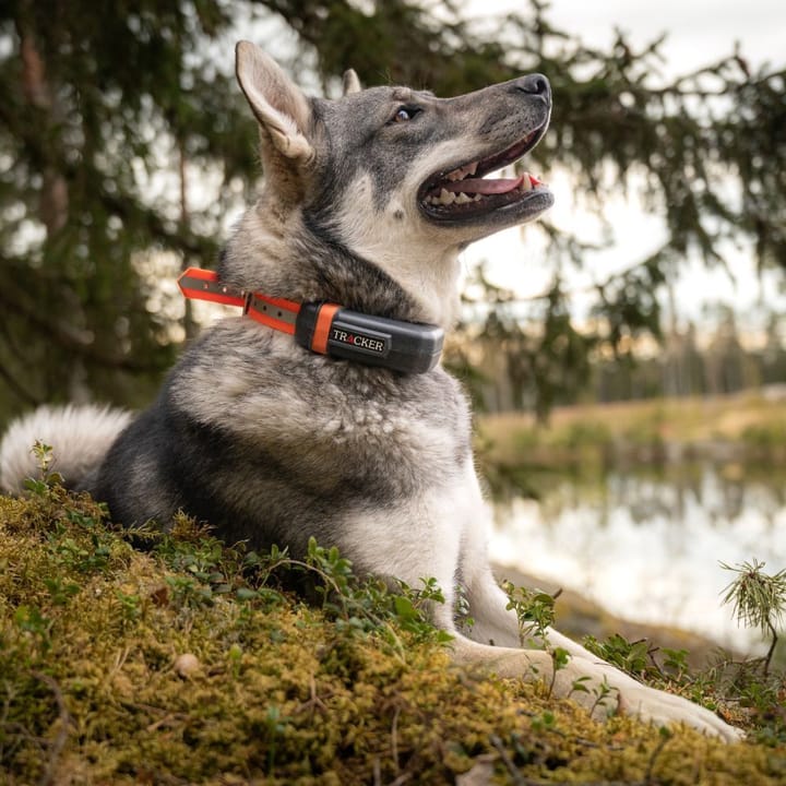 Tracker Reflective Collar Artemis/R10/R10i Black Tracker