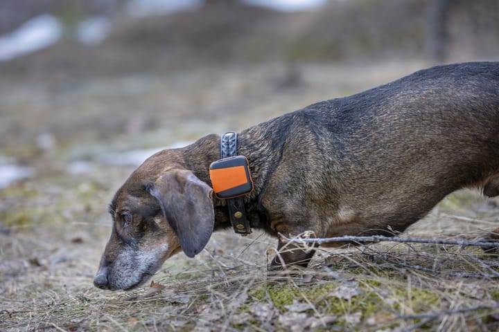 Tracker Tracker Bark Black/Orange Tracker