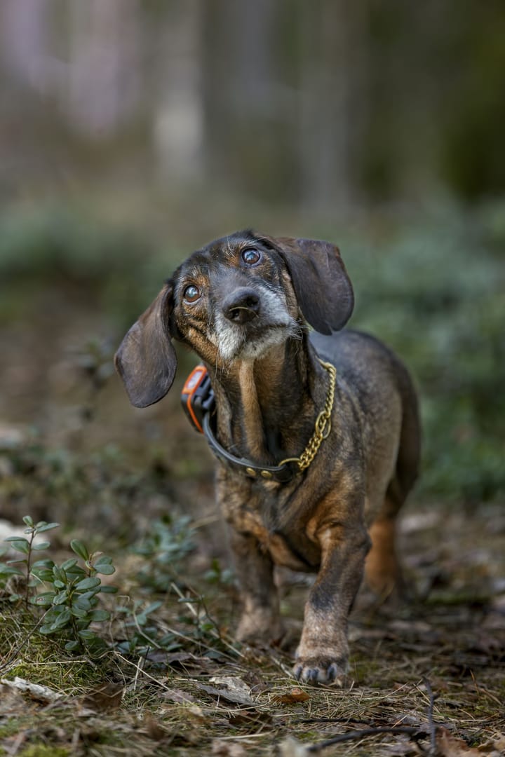 Tracker Tracker Bark Black/Orange Tracker