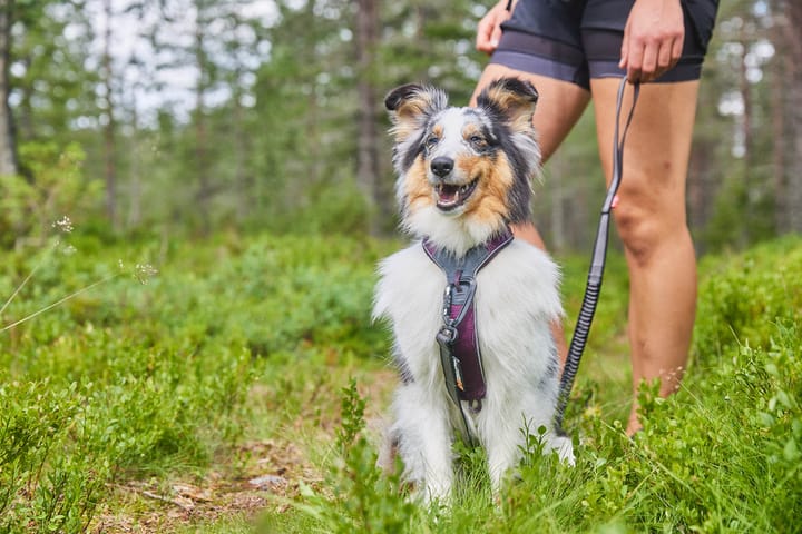 Non-stop Dogwear Line Harness 5.0 Blue Non-stop Dogwear