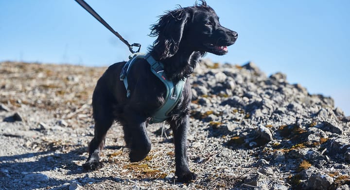 Non-stop Dogwear Ramble Harness Orange Non-stop Dogwear