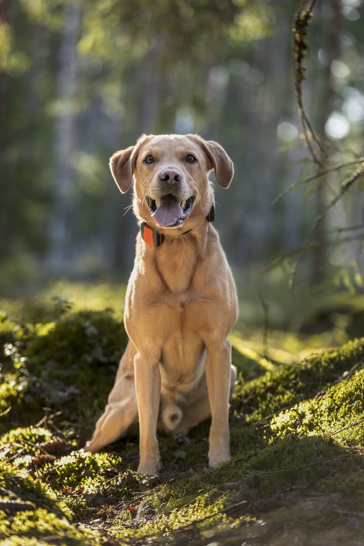 Tracker Tracker Bark Black/Orange Tracker