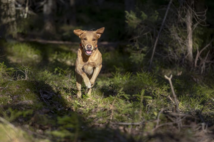 Tracker Tracker Bark Black/Orange Tracker