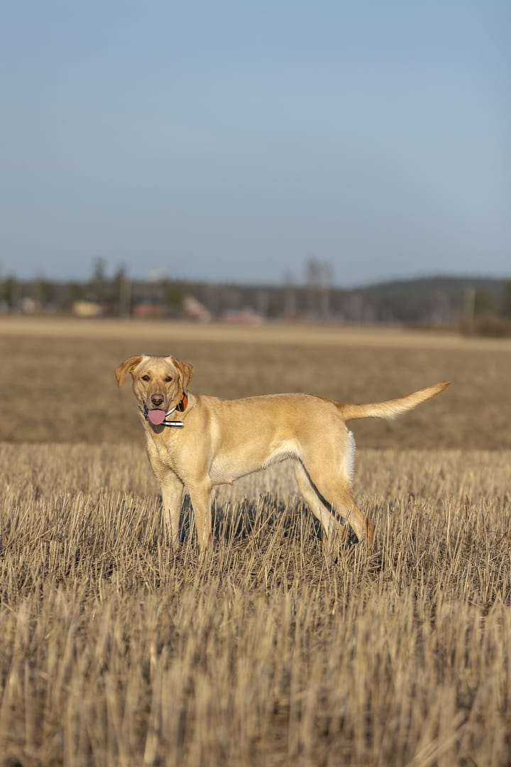 Tracker Tracker Bark Black/Orange Tracker