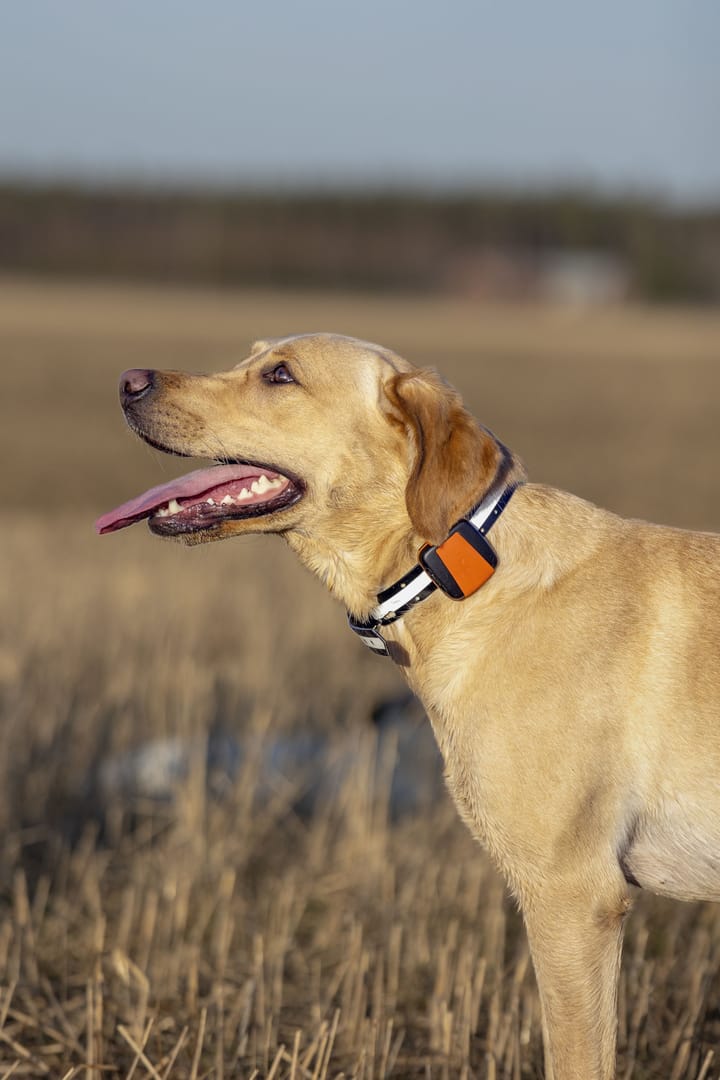 Tracker Tracker Bark Black/Orange Tracker