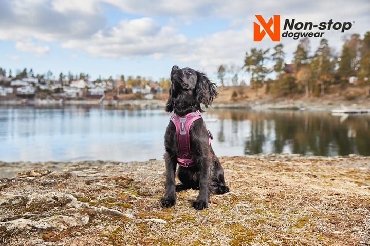 Non-stop Dogwear Ramble Harness Orange Non-stop Dogwear