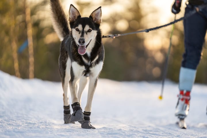 Seleverkstedet Seleverkstedet High Fleece dog boot 4pk Grå/svart Seleverkstedet