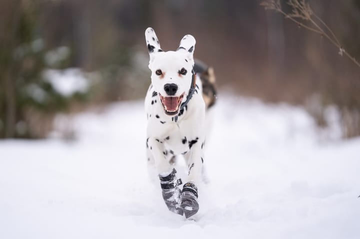 Seleverkstedet Seleverkstedet High Fleece dog boot 4pk Grå/svart Seleverkstedet