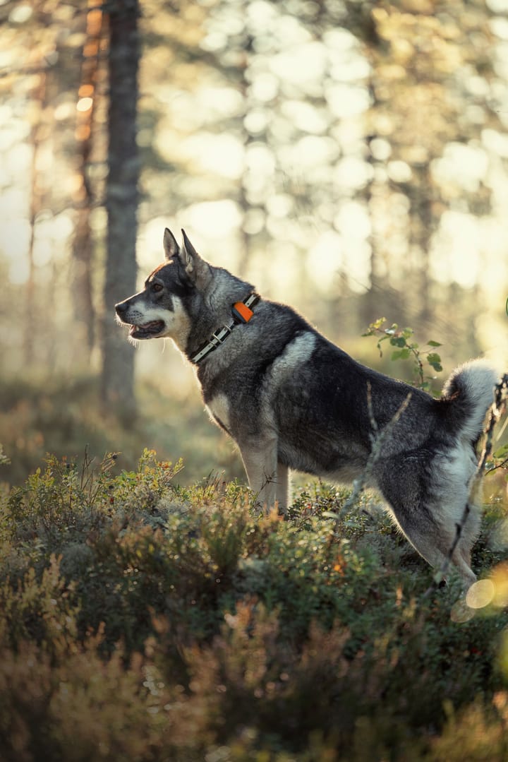 Tracker Tracker Bark Black/Orange Tracker