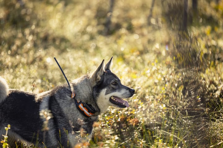 Tracker Tracker Artemis Black Tracker